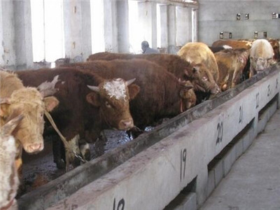 肉牛养殖技术经验 肉牛养殖技术经验